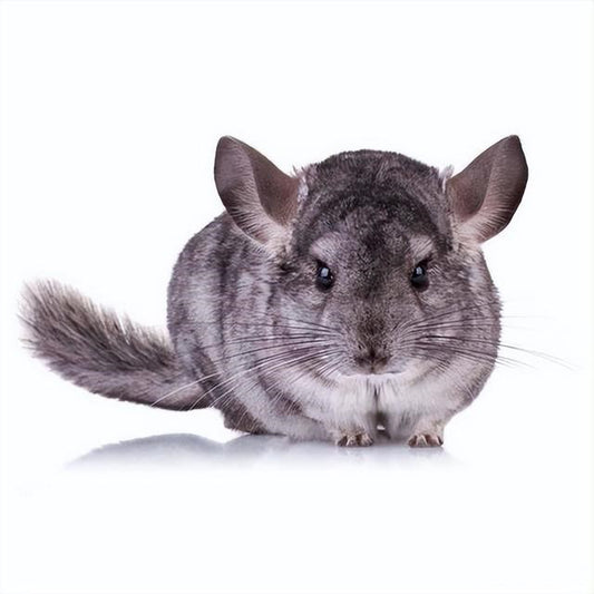 How to keep a pet chinchilla?