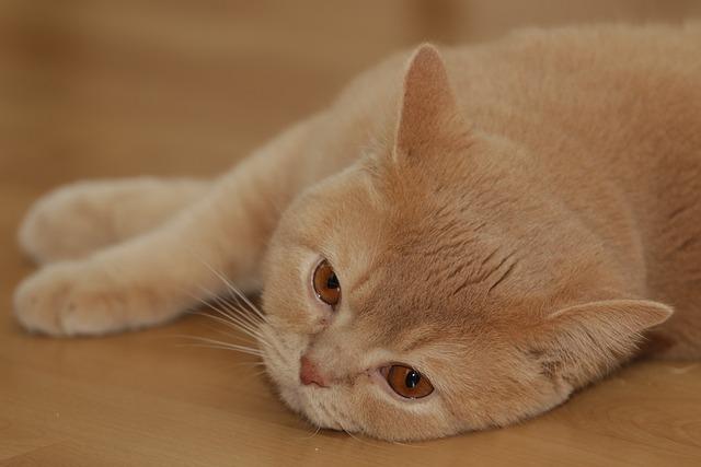 What should I do if my cat can’t vomit out the hairballs in its stomach?