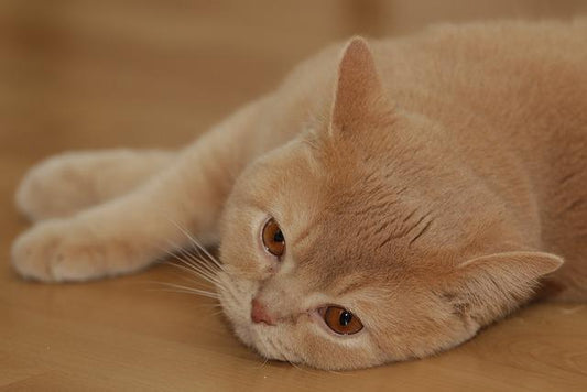 What should I do if my cat can’t vomit out the hairballs in its stomach?