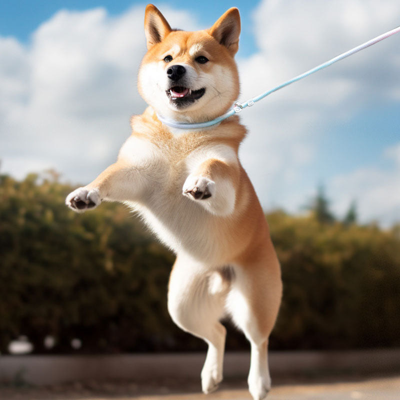 Ombre Dog Lead For Medium Dogs - Anti-Pull Training Leash canrusupet