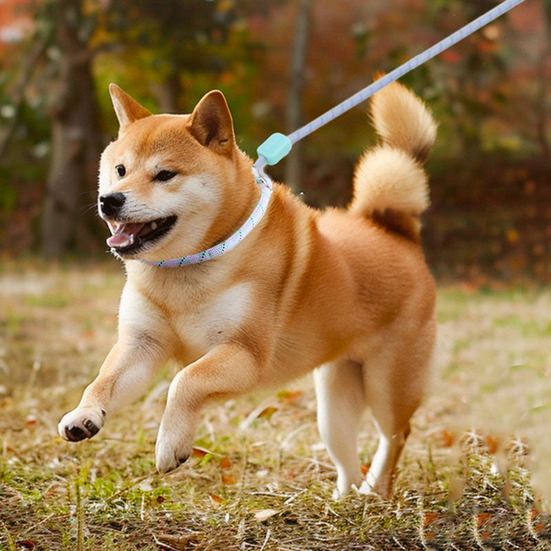 No-Pull Dog Lead - Comfort Grip P-Rope For Small Dogs canrusupet