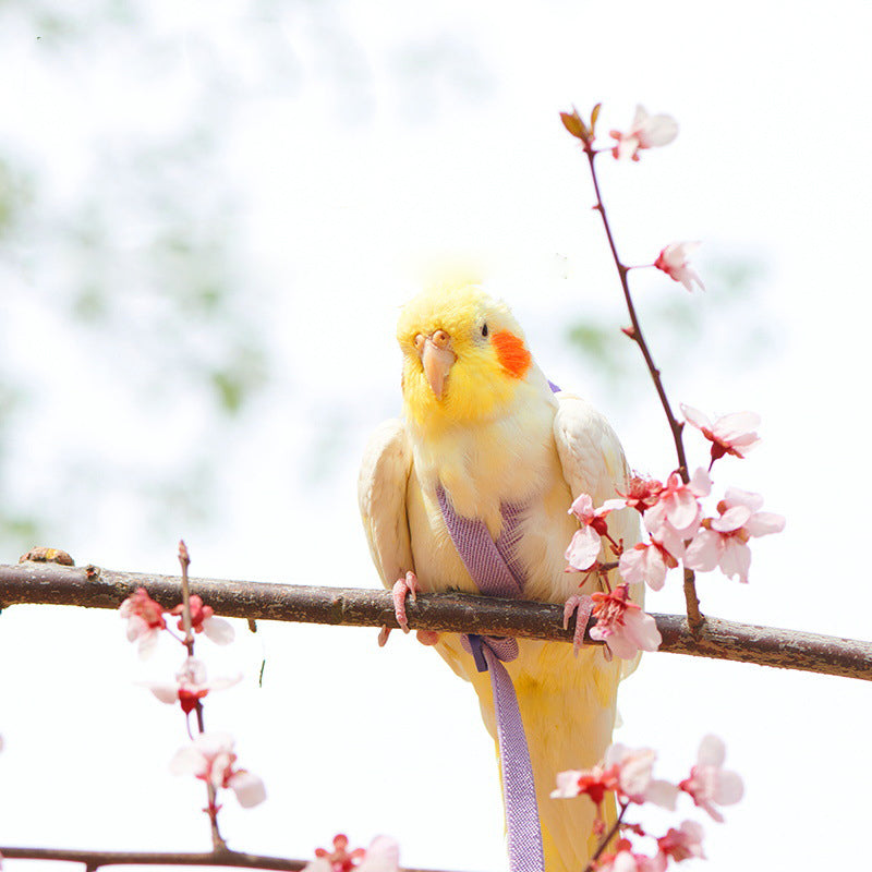 Parrot Release Rope Go Out in A Sling - canrusupet