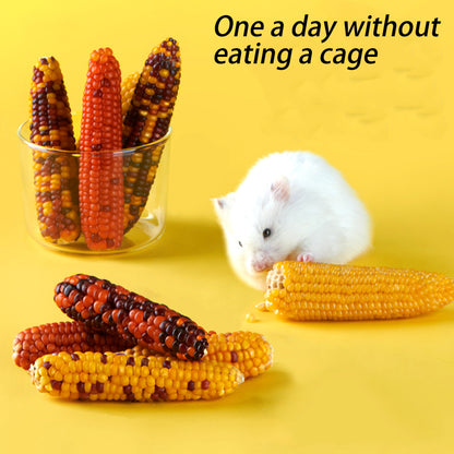 Hamster Grinds Little Corn - canrusupet