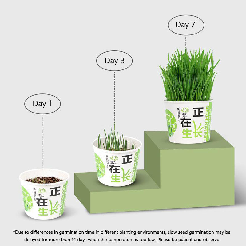Easy-Grow Cat Grass Kit - Hairball Relief For Indoor Cats canrusupet