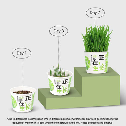 Easy-Grow Cat Grass Kit - Hairball Relief For Indoor Cats canrusupet