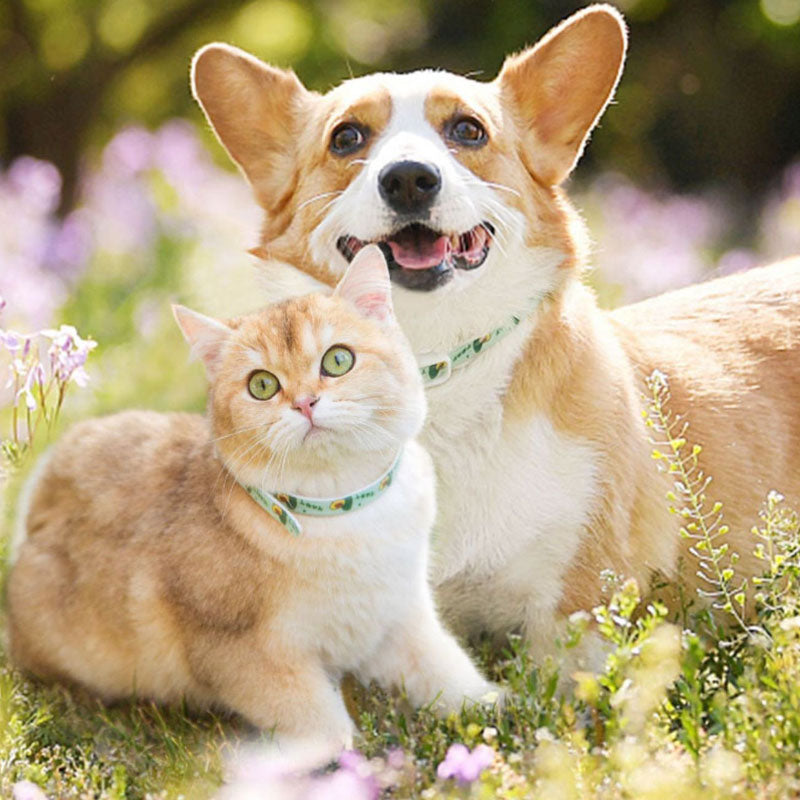 Insect Repellent Plant Essential Oils Choker For Dogs Cats