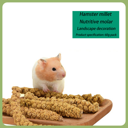 Hamster Grinds Little Corn - canrusupet