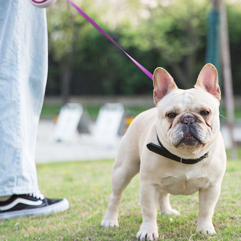 Auto Retractable Dog Leash For Small, Medium & Large Breeds canrusupet
