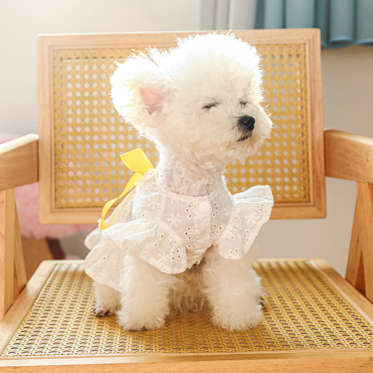 Dog Or Cat Clothes With A Yellow Bow - canrusupet