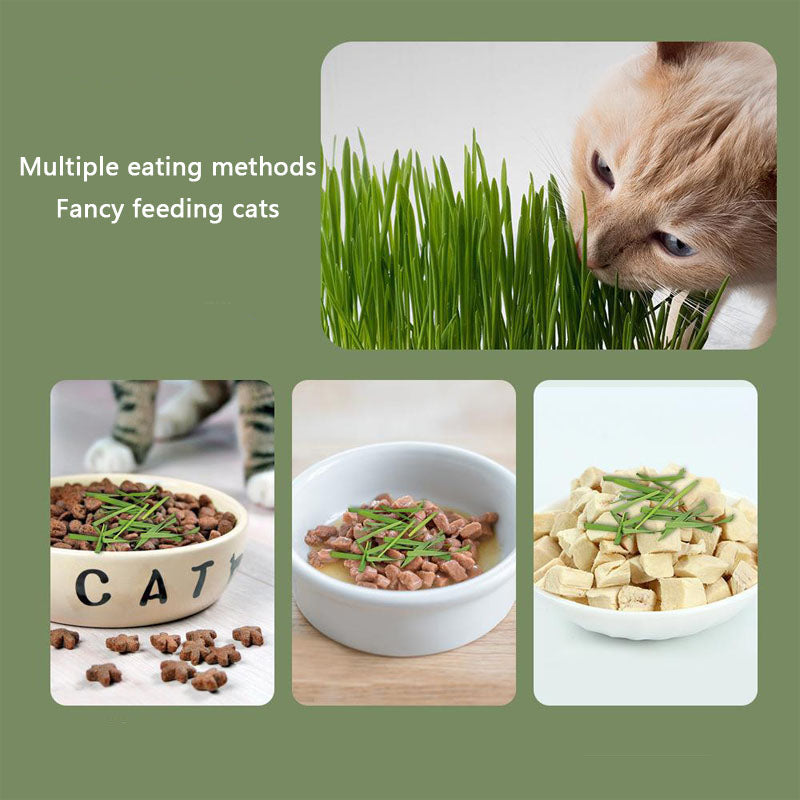 Easy-Grow Cat Grass Kit - Hairball Relief For Indoor Cats canrusupet
