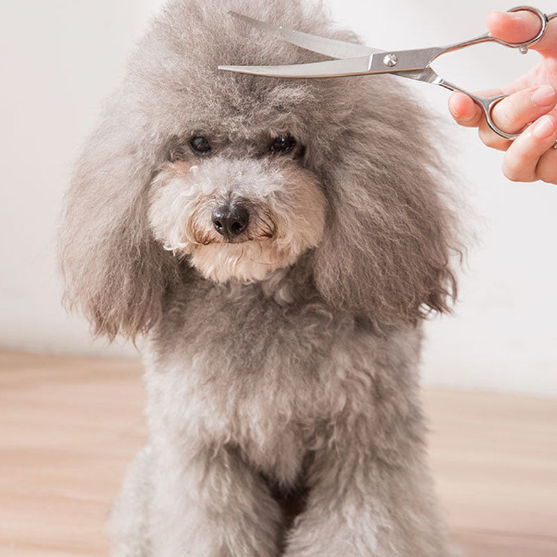 Professional Dog Grooming Scissors Hair Trimming Set canrusupet