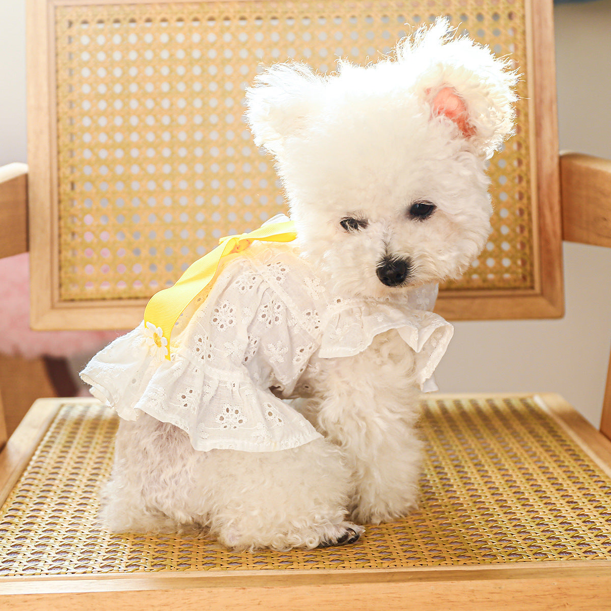 Dog Or Cat Clothes With A Yellow Bow - canrusupet