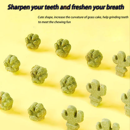 Rabbit Teeth Snack Nutrition Relief Nibble Small Food